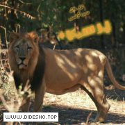 پرسیکا غزلهای دموکراسی