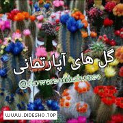 گل های آپارتمانی