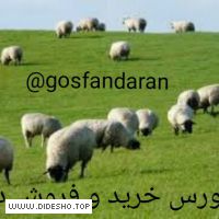 کانال بزرگ گوسفنداران